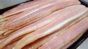 ‘Kweekpaling’ Nederlandse supermarkt is vetgemeste wilde glasaal uit Frankrijk