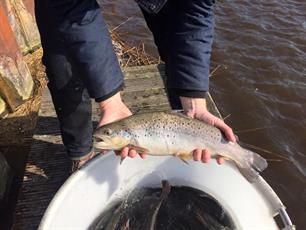 1.000 grote zeeforellen in het Lauwersmeer uitgezet (video)