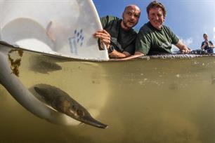 10% van de uitgezette steuren bereikt de zee