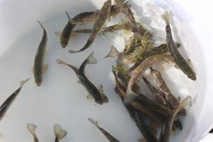 150 gezenderde zeeforellen uitgezet (video)