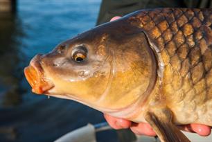 22 ton karper verhuisd