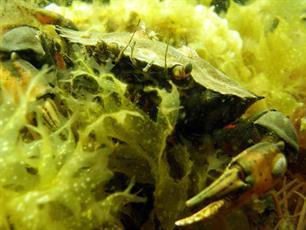 30 procent minder dieren in Noordzee (video)