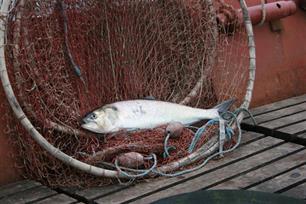 5 miljoen elften in 2010