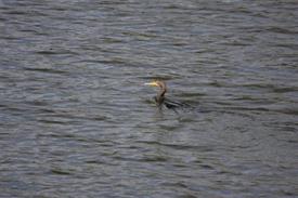 a aalscholver (Small)