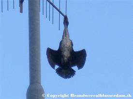 Aalscholver vast aan luchtalarm