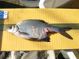 Aalscholvers vissen Tielse visplas leeg