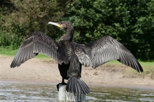 Aalschovers, toonbeeld van efficiëntie : Uniek onderzoek naar voedselkeuze in de kolonie Wanneperveen