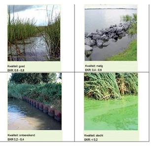 Actief visstandbeheer als maatregel voor de Europese Kaderrichtlijn Water