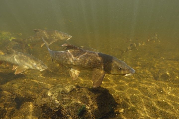 De barbeel heeft vooral behoefte aan veel meer meestromende nevengeulen.