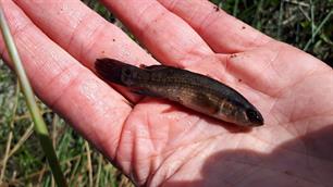 Amerikaanse hondsvis onder de loep