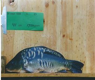 'Amsterdamse' spiegelkarper zwemt naar het Haringvliet