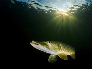 Andere tijden: snoek