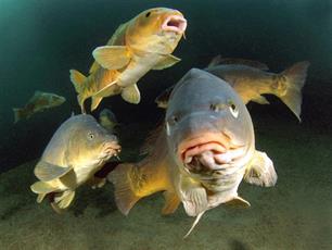 Aristoteles en de karper