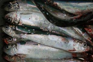 Atlantische haring, Clupea harengus harengus