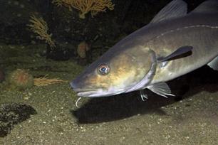 Atlantische kabeljauw, Gadus morhua