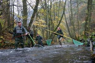 Atlantische zalm Salmo salar
