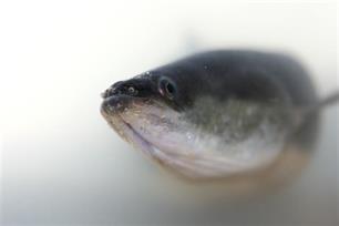 Baanbrekend onderzoek voortplanting aal