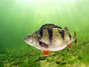 Baars, jaartje rond (fotoreportage)
