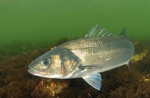 Baglimit zeebaars 2021