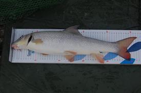 Barbeel op de meetplank