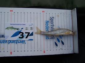 Barbeelwedstrijd 2009