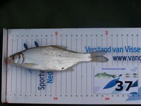 Barbeelwedstrijd 2009