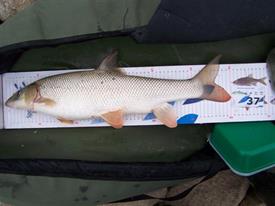 Barbeelwedstrijd 2009