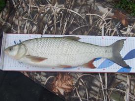 Barbeelwedstrijd 2009