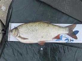 Barbeelwedstrijd 2009