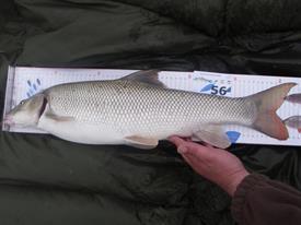 Barbeelwedstrijd 2009