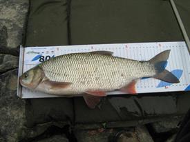 Barbeelwedstrijd 2009