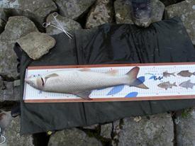 Barbeelwedstrijd 2009