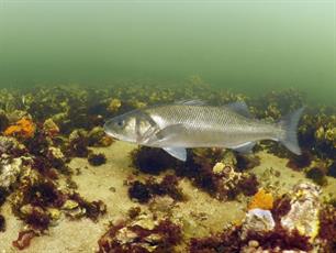 Bass-a-tag: sportvissers gezocht!