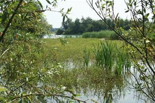Beheer op zijn Vlaams : Natuurlijk viswater is maakbaar