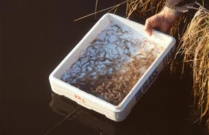 Beter dan de natuur zelf (2) 