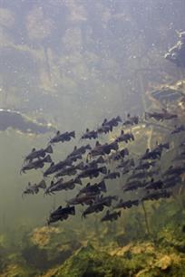 Bijvangst: Amerikaanse dwergmeerval