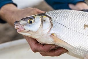 Bijvangst: blauwneus in de lift