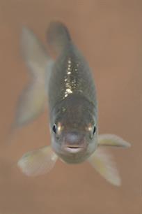 Bijvangst: Blauwneus