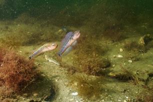 Bijvangst: Blonde grondel