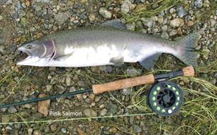 Bijvangst: bultrugzalm