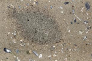 Bijvangst: camouflagekoning