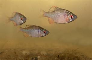 Bijvangst: Comeback bittervoorn