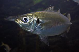 Bijvangst: horsmakreel