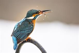 Bijvangst: IJsvogel op de gevoelige plaat