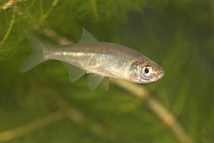 Bijvangst: Kleine onbekende