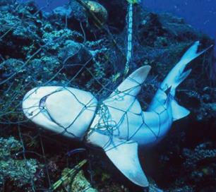 Bijvangst: licht en stroom