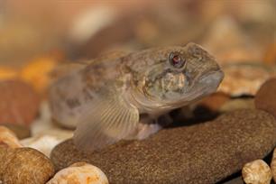 Bijvangst: nieuwe vissoort de naakthalsgrondel