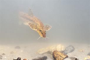 Bijvangst - ontdek het bermpje: een onderschatte bewoner van het Nederlands ondiepe water