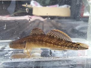 Bijvangst: shimufurigrondel