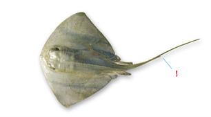 Bijvangst: Verhaal met een staartje